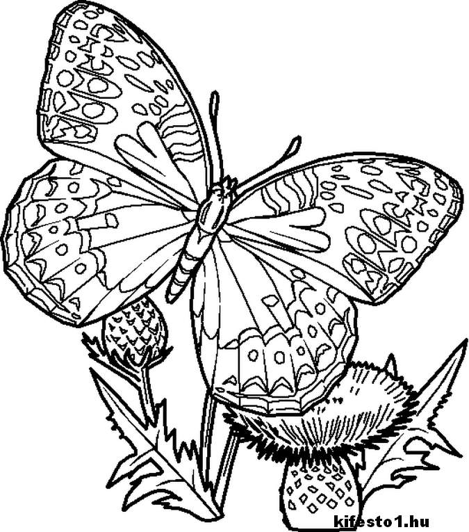 pillangós 5 kifestő nyomtatható
