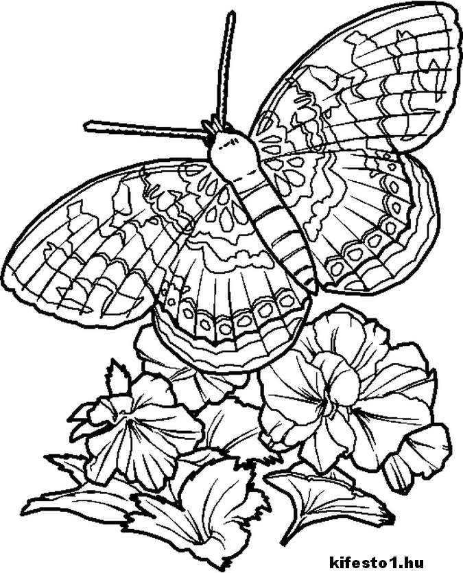 pillangós 6 kifestő nyomtatható