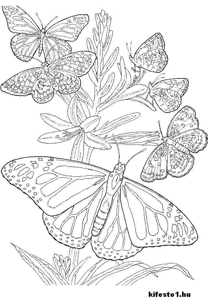 pillangós 8 kifestő nyomtatható