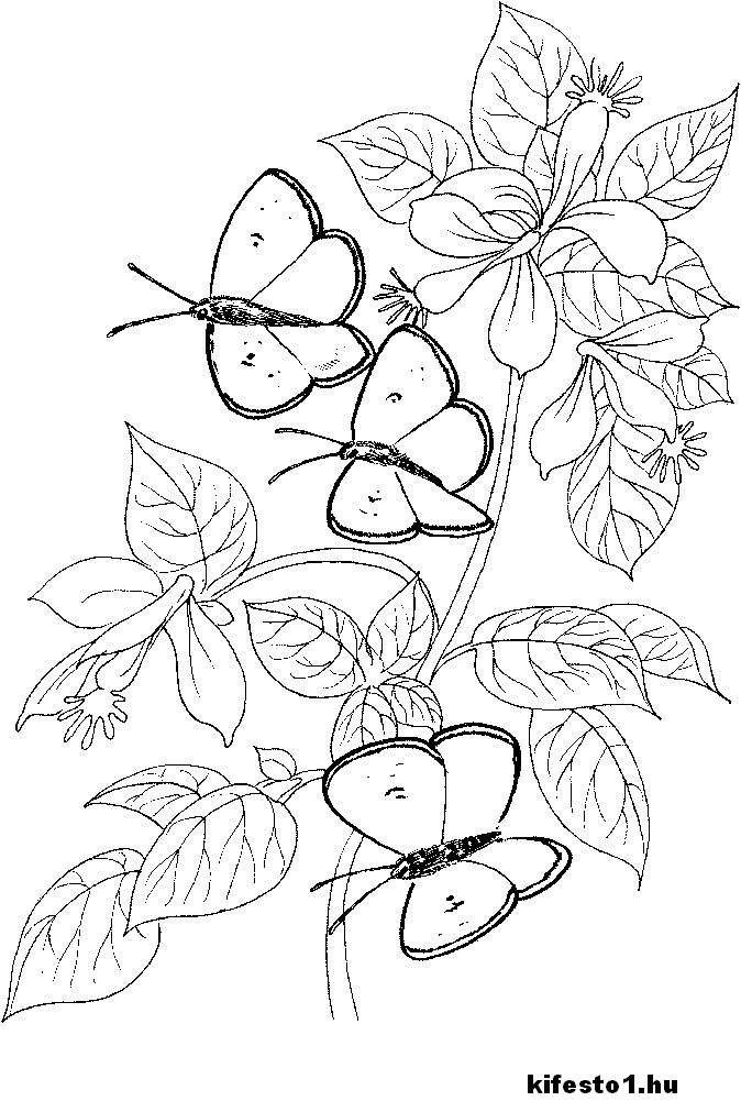 pillangós 9 kifestő nyomtatható