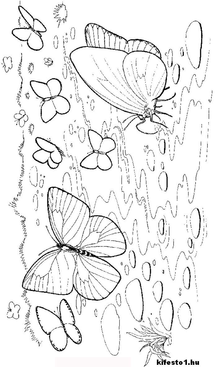 pillangós 11 kifestő nyomtatható