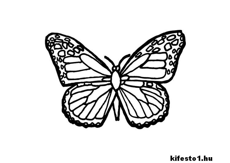 pillangós 33 kifestő nyomtatható